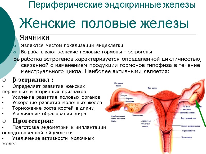 Периферические эндокринные железы    Яичники Являются местом локализации яйцеклетки Вырабатывают женские половые